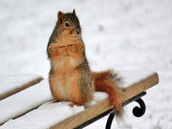 Oh! It's So Nice Out Here, winter, animal, bench, cold, furry, wood, snow, nature, squirrel HD wallpaper