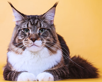 Animals, Cat, Muzzle, Fat, Thick, Maine Coon, Maine HD wallpaper