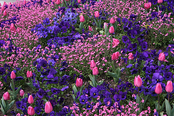 Gorgeous Pink and Purple Flowers, Tulips, Pansies, Flowers, Nature, Spring HD wallpaper