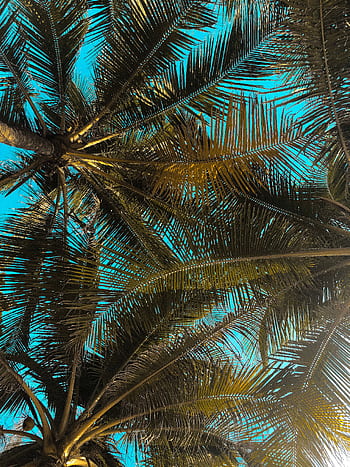 Low angle view of palm leaves forming a natural canopy against a vibrant, clear blue sky. HD phone wallpaper
