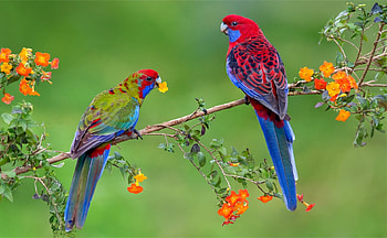 Parrots, blue, bird, pasare, orange, branch, flower, green, red, couple, papagal, parrot HD wallpaper