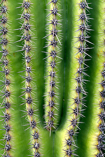 Needle, Plant, Macro, Cactus, Thorns, Prickles HD phone wallpaper