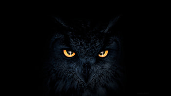 Owl, dark, glowing eyes, muzzle HD wallpaper
