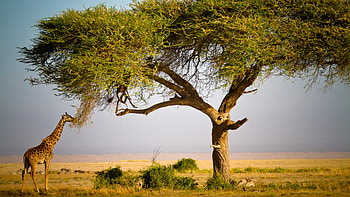 Masai , African beauty, Cultural significance, Tribal traditions HD wallpaper