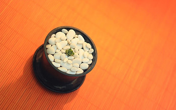 Background, Stones, Plant, Minimalism, Cactus, Small, Pot, Pebbles HD wallpaper