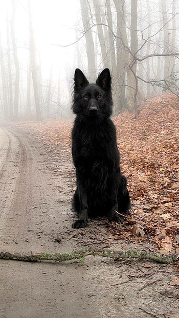 Black Dog, German Shepherd HD phone wallpaper