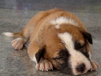 ≡ Sweet moments ≡, sweet, nap, dogs, beautiful, little, precious, puppy, pup, soul, animals, love, moment, forever, tiny HD wallpaper