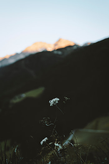 Nature, Mountains, Flower, Plant, Wildlife HD phone wallpaper