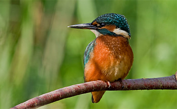 Animals, Bird, Wood, Sit, Tree, Branch, Kingfisher HD wallpaper