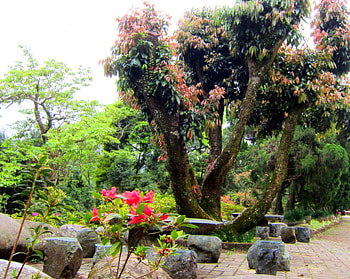 Garden, stone chair, tree, flower HD wallpaper