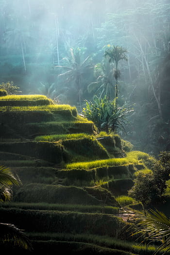Stunning view of lush rice terraces in Bali, enveloped in morning fog, showcasing natural beauty. HD phone wallpaper