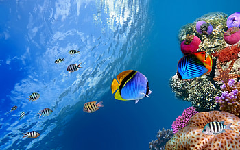 Background, Sea, Fishes HD wallpaper