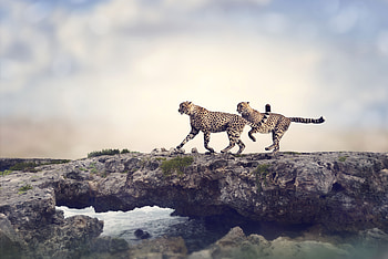 Cheetah , cheetah, animals, graphy HD wallpaper