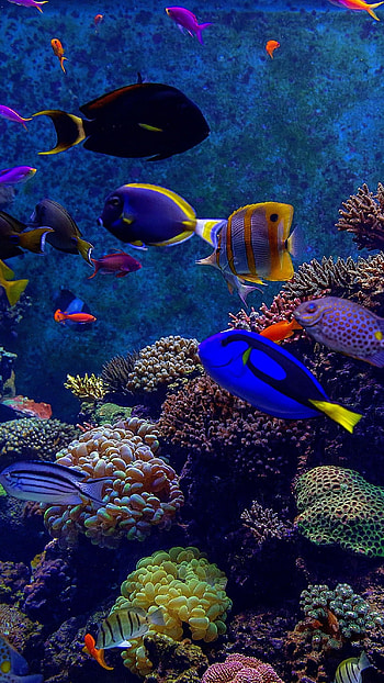 Fish Water, Blue HD phone wallpaper