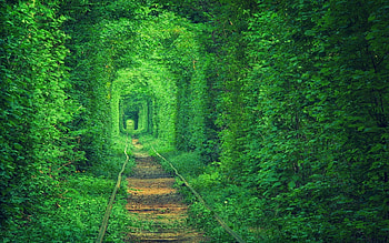 Green Forest, Nature , Forest scenery HD wallpaper