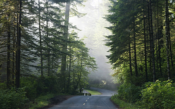 Redwood in California, spruces, road, America, forest, Redwood HD wallpaper