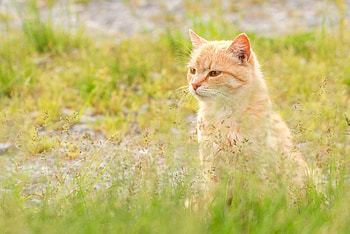 Animal, cat HD wallpaper