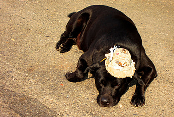 Small visor, nap, sunny, black dog, hat HD wallpaper