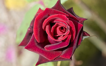 Plants, Flowers, Roses HD wallpaper