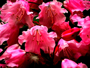 Pink flowers, pink, fink flower, flower, nature, flowers HD wallpaper