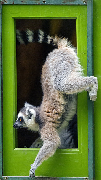 Funny, Animals, Animal, Lemur, Door HD phone wallpaper