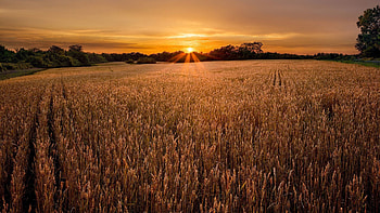 Nature, Sunset, Field, Village, Evening, Stripes, Streaks, Ears, Rows, Ranks, Spikes HD wallpaper