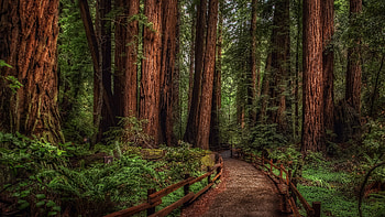 Cathedral Grove, Redwood tree HD wallpaper