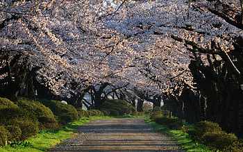 Nature, Flowers, Trees, Road HD wallpaper