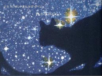 Stars in the Sky on a Full Moon Night, night, cats, animals, warriors HD wallpaper