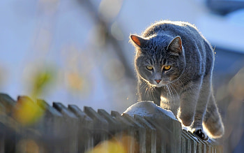 Animals, Cats HD wallpaper