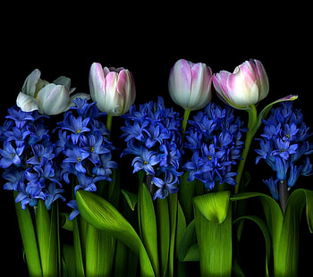 ღ❤ღ, Hyacinth, tulip, flower, beauty, macro HD wallpaper