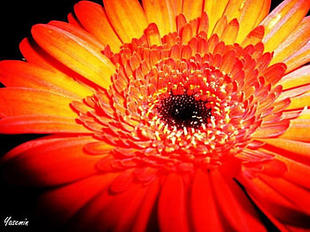 Orange flower, nature, abstract, graphy, flower HD wallpaper