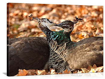 kiss, autumn, leaf, peacock HD wallpaper