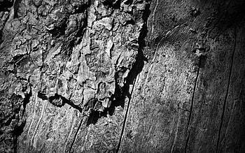 Wood, Wooden, Tree, Texture, Textures, Surface, Bw, Chb, Trunk HD wallpaper