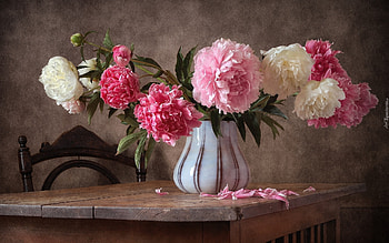 Peony Still Life, still life, vase, bouquet, peonies HD wallpaper