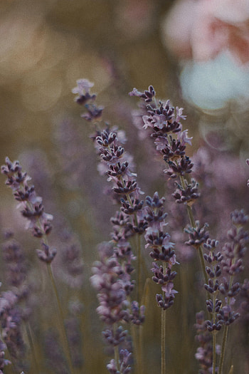 Lavender, Flowers, Plant, Bloom, Flowering HD phone wallpaper