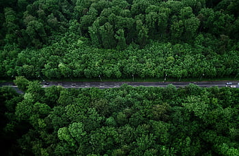 Aerial view of a dense forest with a road cutting through, capturing the vibrancy of nature from above. HD wallpaper