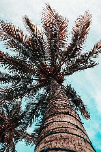Nature, Wood, Tree, Palm, Branches, Bottom View, Trunk HD phone wallpaper