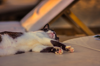 Animals, Cat, Lies, Spotted, Spotty, Paws HD wallpaper