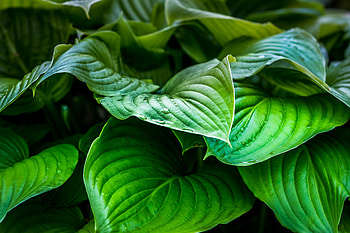Nature, Leaves, Drops, Plant HD wallpaper