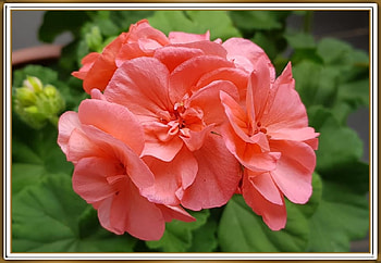 BEAUTIFUL GERANIUMS, PRETTY, NATURE, FLOWERS HD wallpaper