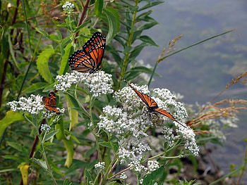 Trio of Monarch Butterflies, butterflies, leaves, trio, flower HD wallpaper