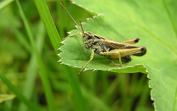 Grass, Leaves, Macro, Insect, Grasshopper HD wallpaper