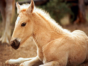 Nap time, foal, sandy HD wallpaper