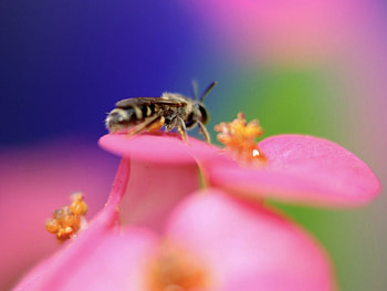 Insects, Bees HD wallpaper