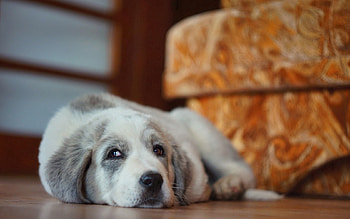 Animals, Lies, Dog, Muzzle HD wallpaper