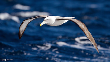 Albatross up close, Stunning bird portrait, Nature's masterpiece, Feathered elegance HD wallpaper