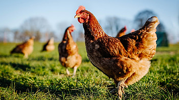 Farm animal welfare, Ethical treatment, Caring for chickens, Livestock safeguard HD wallpaper