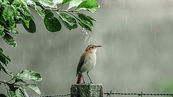 Sparrow, rain, bird, graphy, drops, spring HD wallpaper