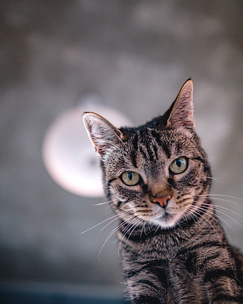 Animals, Cat, Muzzle, Sight, Opinion, Selfie, Selfies HD phone wallpaper